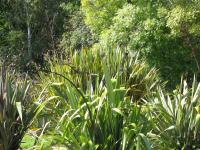 Albums/20060200-New Zealand 2006/20060314-Dunedin/34